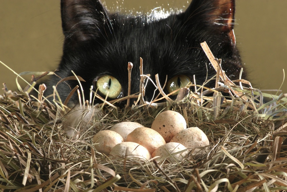 cat-nest-110505 - mockingbird eggs.jpg 고양이 앞의 생선? 고양이 앞의 새알!!!